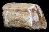 Petrified Wood Limb Slice - Madagascar #4347-1